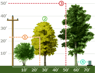 Street Tree Utility Zones