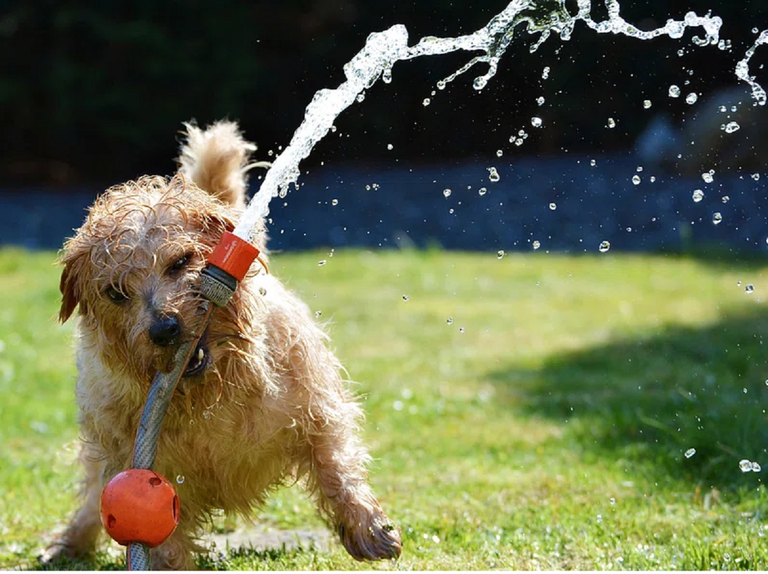 A dog holding a hose with water coming out of it and having so much fun!