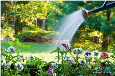 Sewage Billing News: 2025 Watering Allowance Sewage Billing News: 2025 Watering Allowance